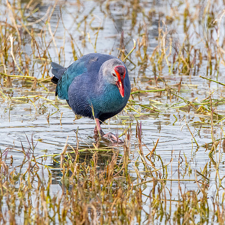 Grey headed swamphen
