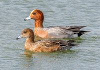 Wigeons