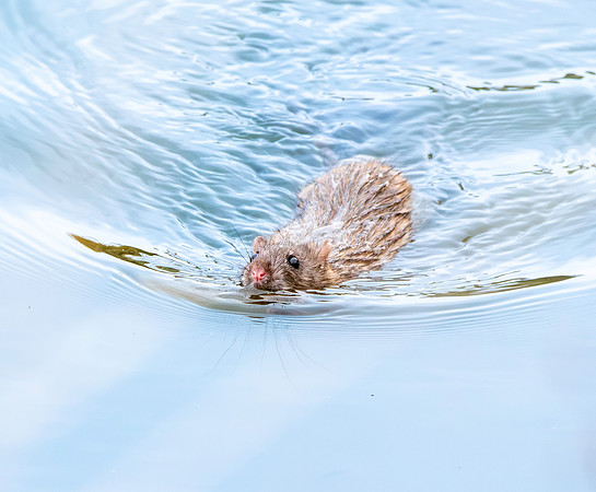Brown rat, swimming