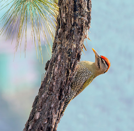 Scaly bellied woodpecker