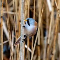 Bearded tit / bearded reedling