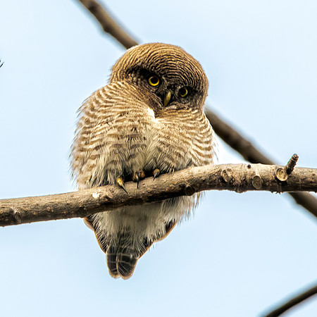 Spotted owlet