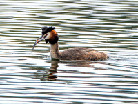 Great crested grebe
