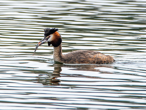 Great crested grebe