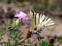 Scarce swallowtail