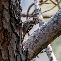 Female Brown fronted woodpecker