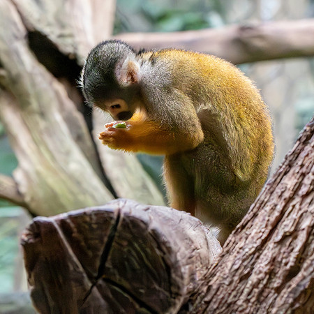Black-capped squirrel monkey