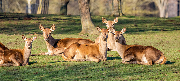 Red deer