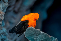 Andean cock-of-the-rock