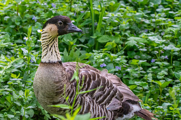 Hawaiian Nene Goose