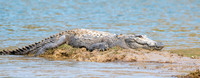 Mugger crocodile