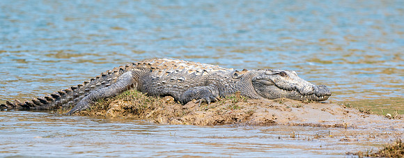 Mugger crocodile