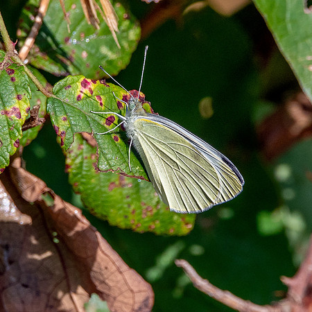 Cabbage White