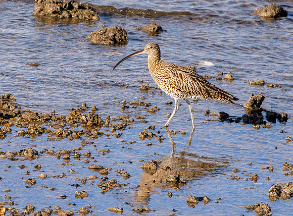 Curlew