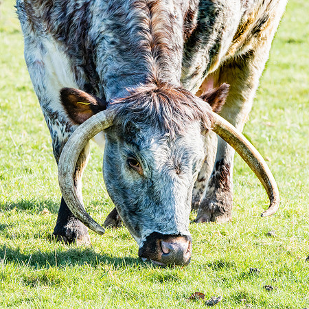 English longhorn cattle