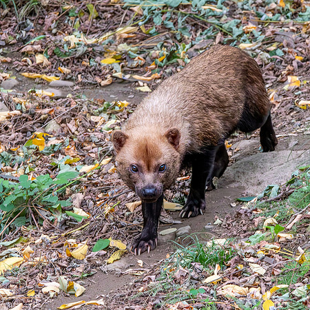 Bush dog