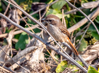 Female Grey bush chat