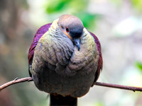 Crested quail dove