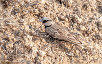 Ashy crowned sparrow lark