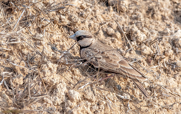 Ashy crowned sparrow lark