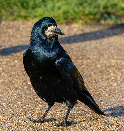 Rook