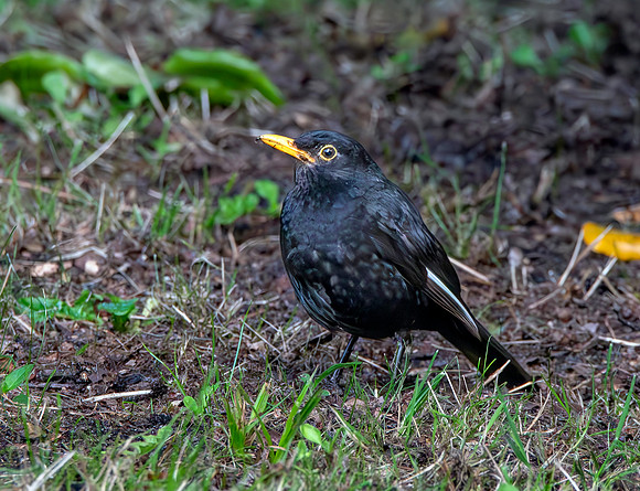 Leucistic blackbird