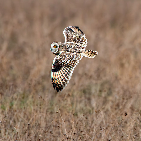 Short eared owl