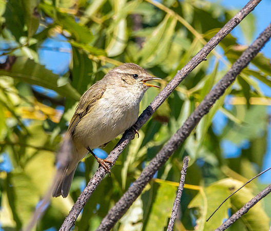 Hume's leaf warbler