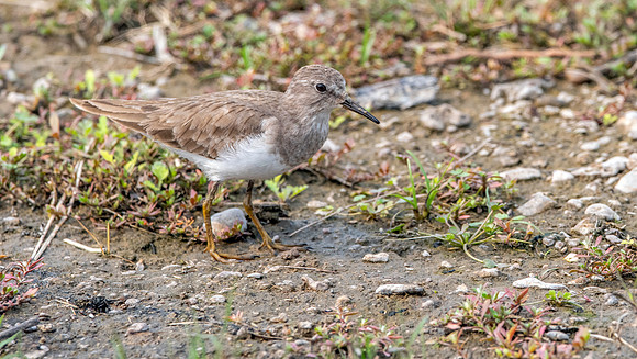 Temminck's stint