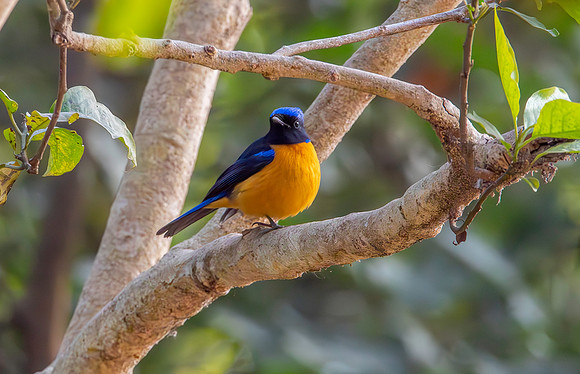 Rufous bellied niltava