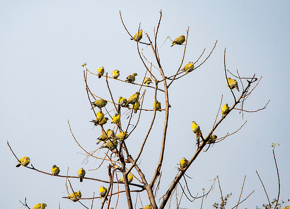 Yellow footed green pigeon