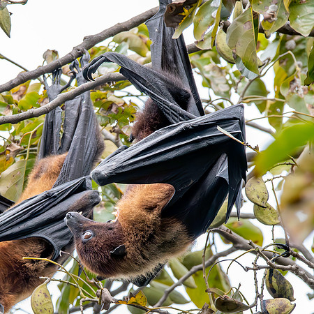 Indian Flying Fox