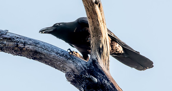 Himalayan jungle crow