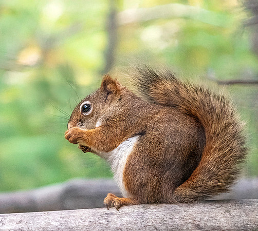 American red squirrel