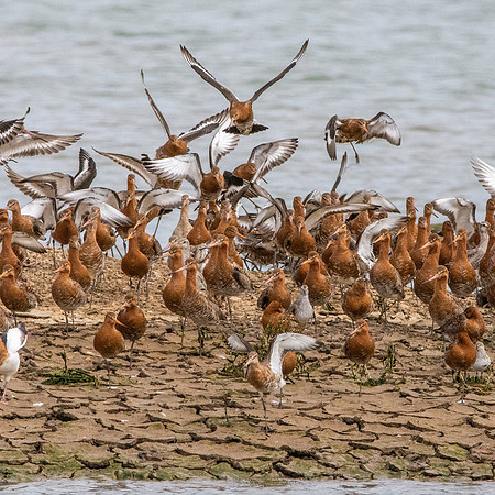 Black tailed godwit