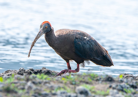 Red naped ibis