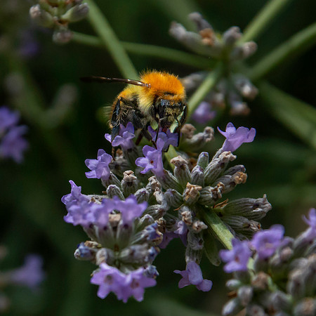 Common carder bee