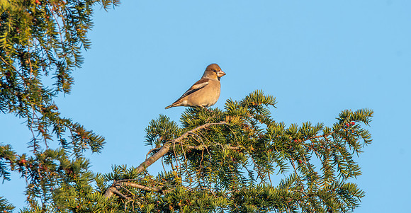 Hawfinch, female