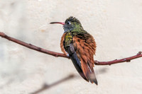 Amazilla hummingbird