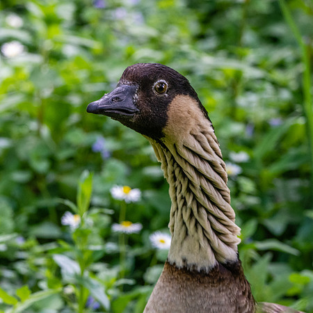 Hawaiian Nene Goose