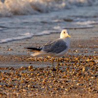 Common gull