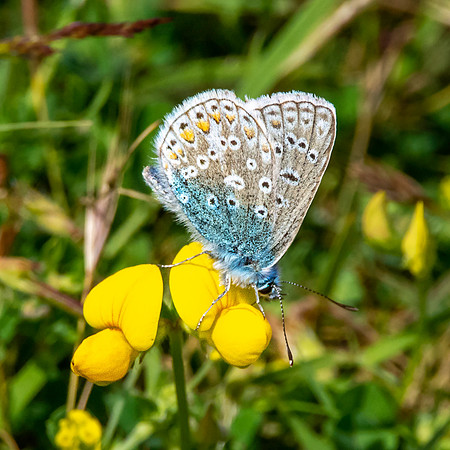 Common blue butterfly