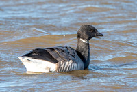 Brent goose