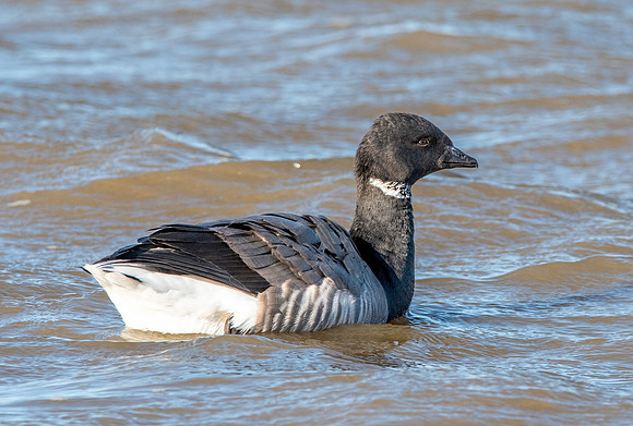 Brent goose