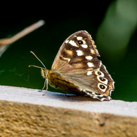 Speckled wood