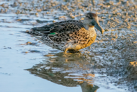 Common teal, female