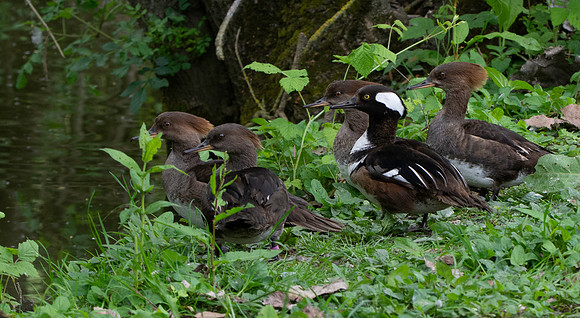 Hooded mergansers