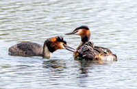 Great crested grebe