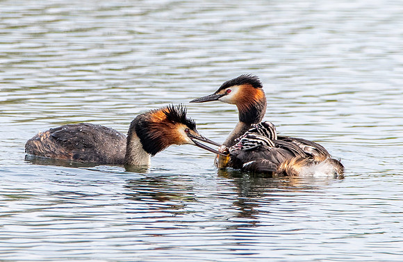 Great crested grebe