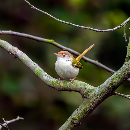 Common tailorbird